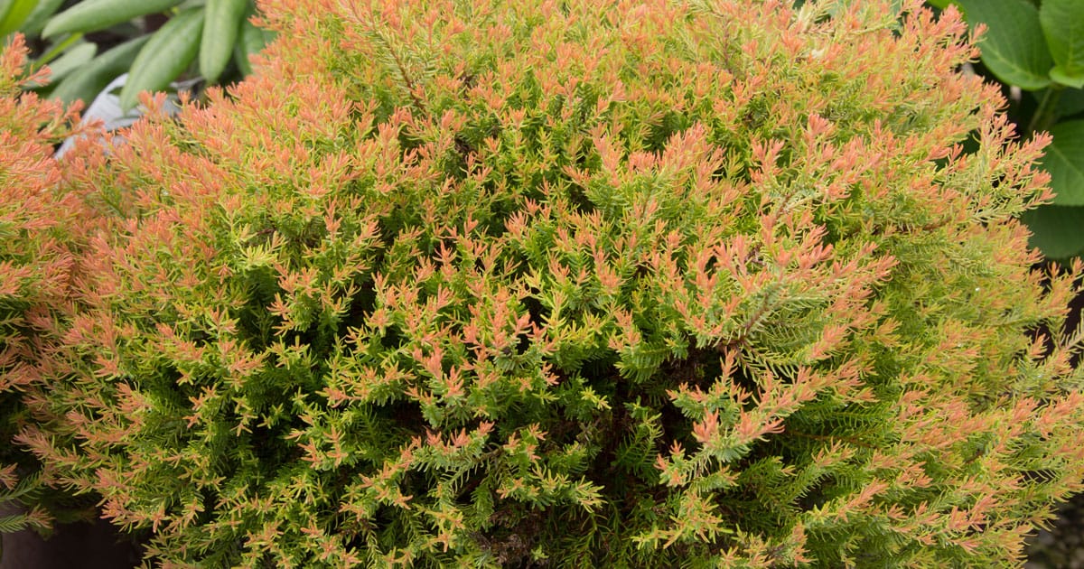 Close-up on Fire Chief Arborvitae's orange to green fine textured foliage