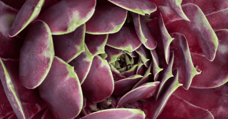 SUPERSEMPS® 'Fire Quartz' Sempervivum image