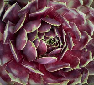 fire quartz supersemps