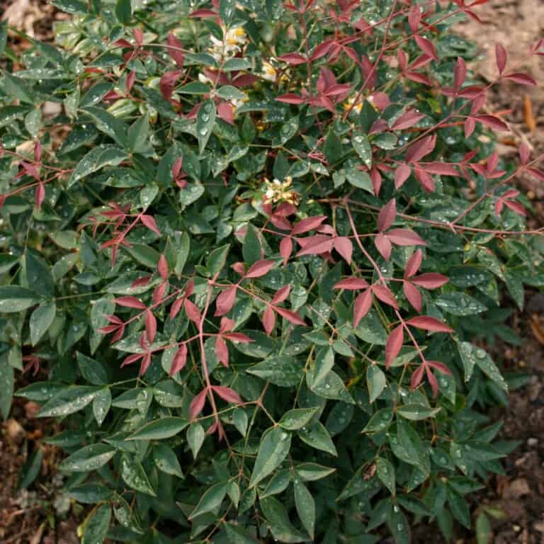 A Flirt Nandina with green and red leaves, this Nandina plant features small white flowers and dew drops on the foliage, growing outdoors.