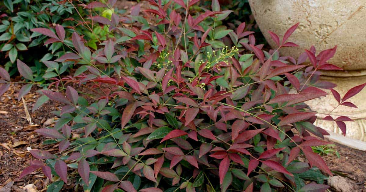 flirt nandina