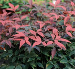 Flirt Nandina, dark green leaves with bright orange-red new growth