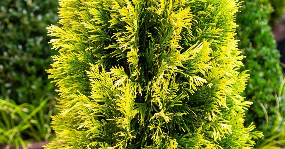 forever goldy close up