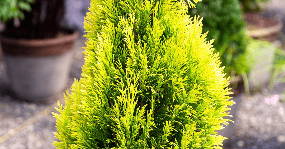 A Forever Goldy Arborvitae in a garden