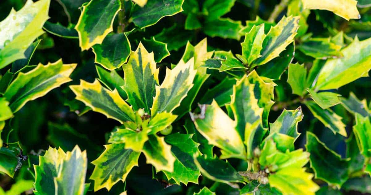 golden oakland close up