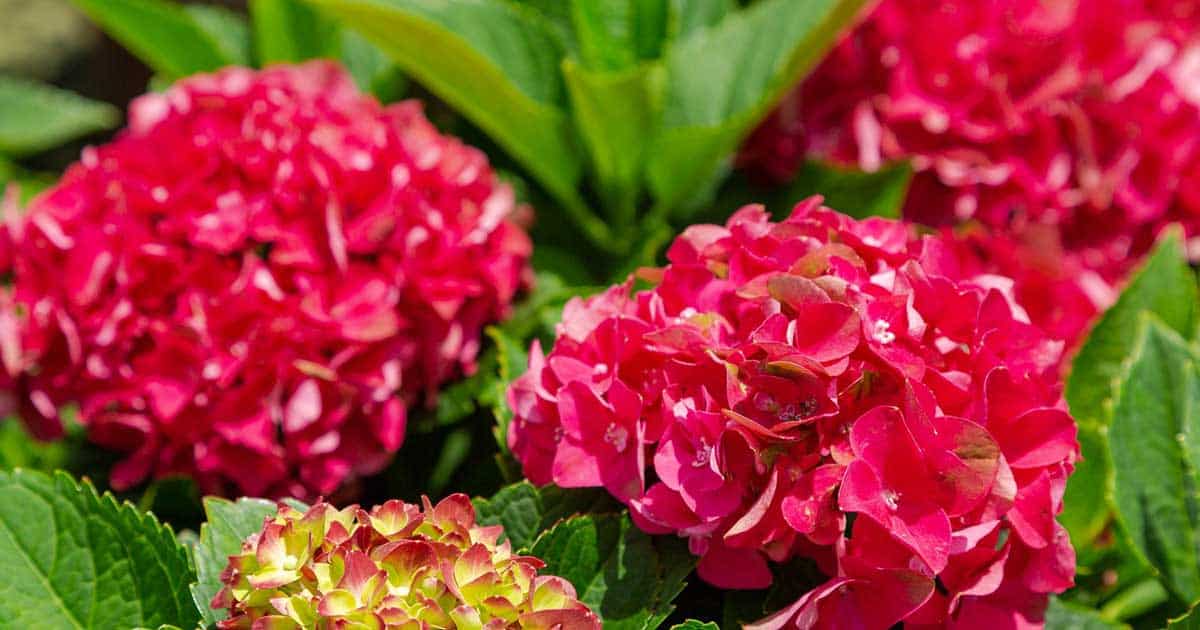 Heart Throb Hydrangea