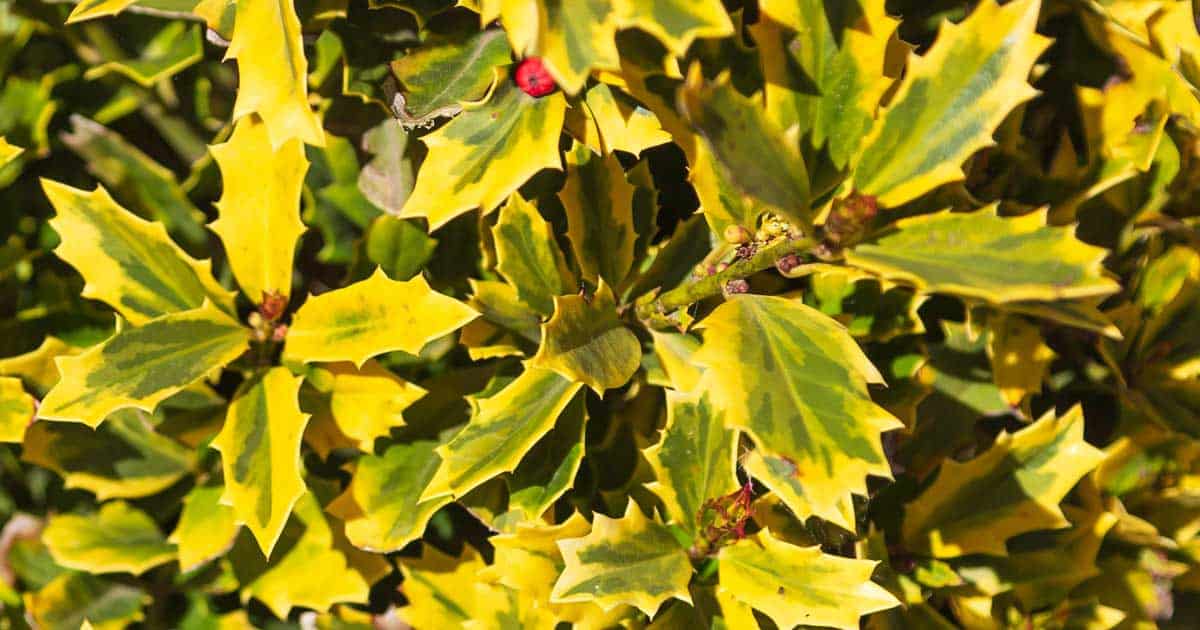 holly golden oakland