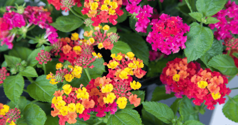 Hot Pink Little Lucky™ Lantana image