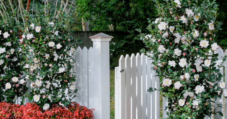 October Magic® Inspiration™ Camellia image