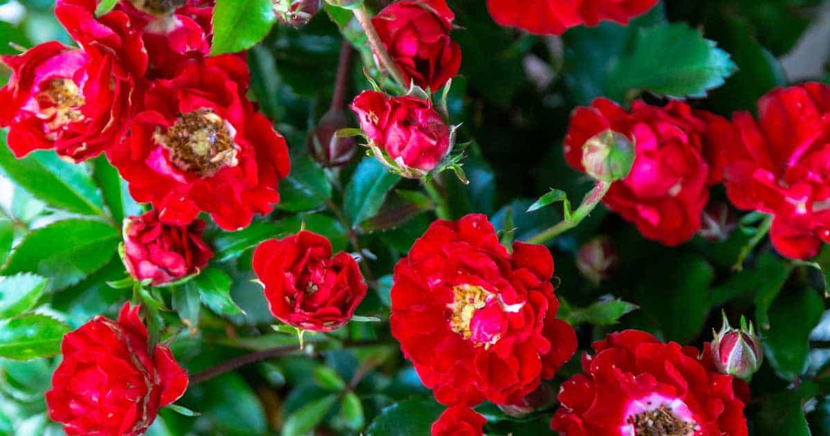 Its a Breeze red roses