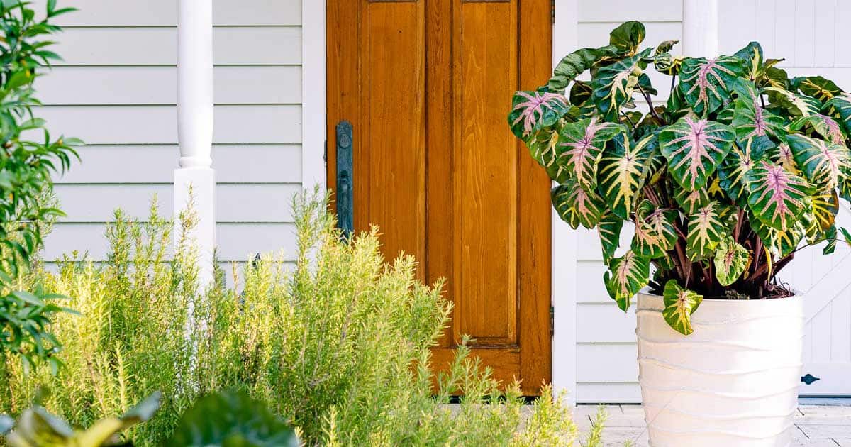 Royal Hawaiian® Waikiki Colocasia in a pot