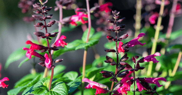 Bodacious® 'Jammin Jazz' Salvia