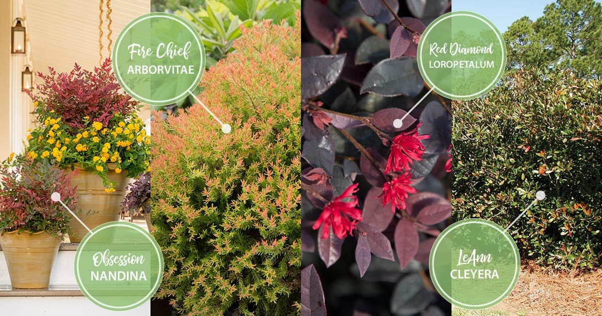 A photo collage of 4 foliage plants in orange and red hues