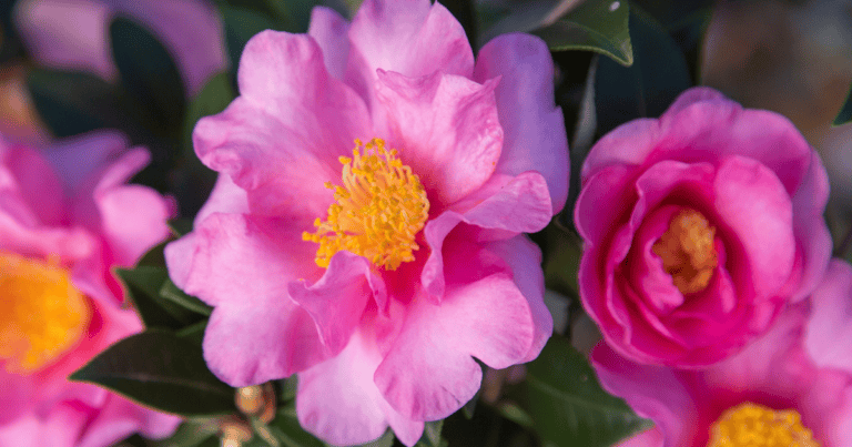 Pink ruffled bloom close-up on Jessica's Ruffles Camellia