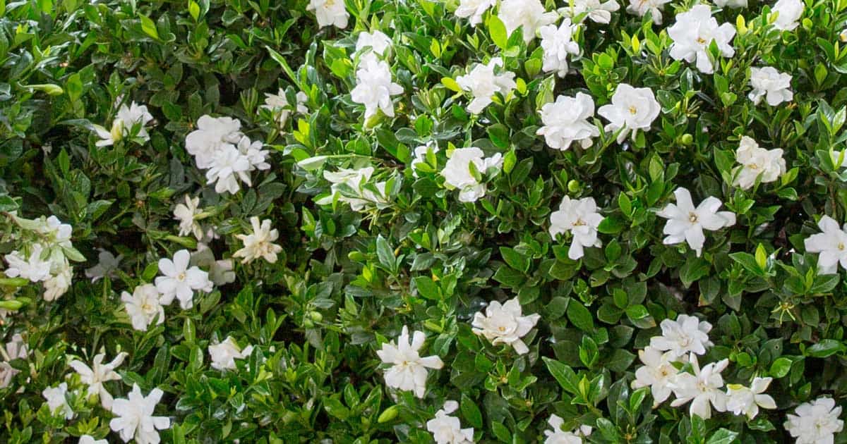 Jubilation™ Gardenia