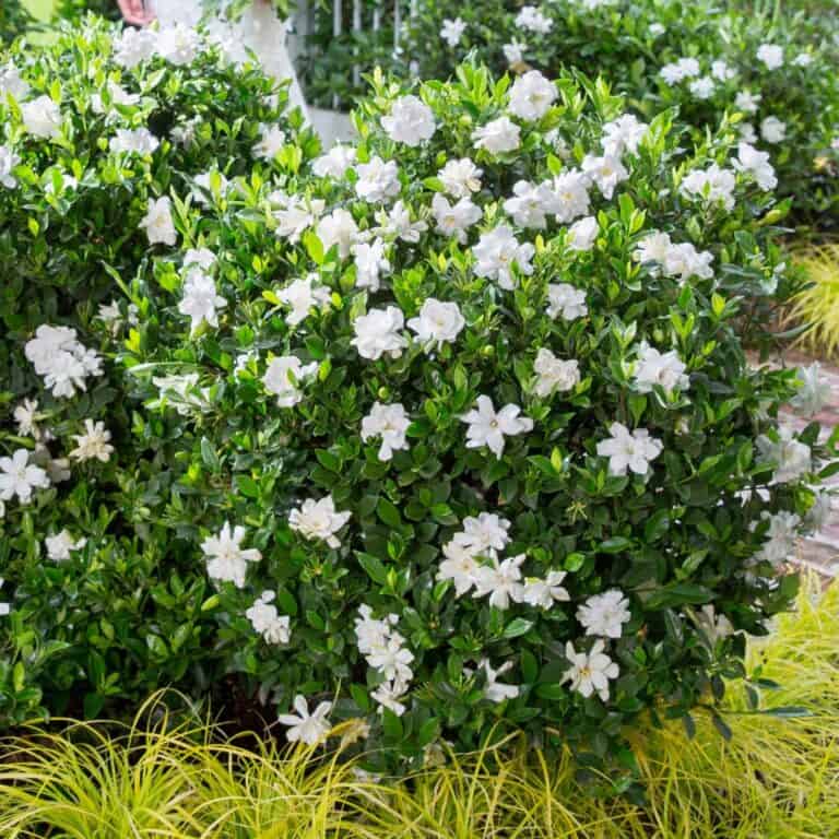 Gardenia bushes adorned with numerous white flowers and glossy green leaves, all beautifully surrounded by a ring of yellow ornamental grass.