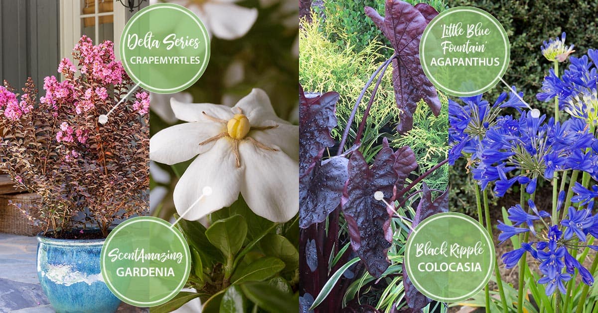 july twelve months of color