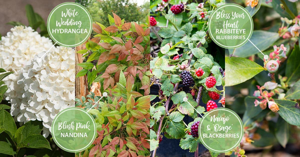 june twelve months of color