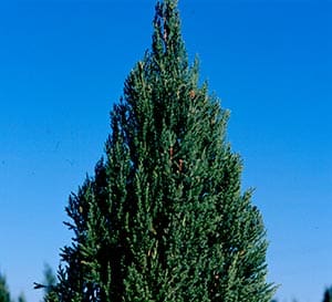 Juniper Blue Point against a blue sky