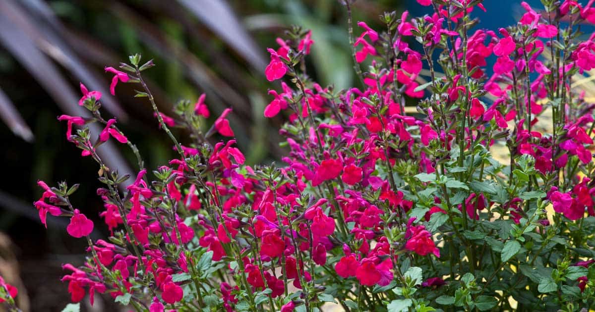The many cranberry-red blooms stand out on medium green foliage