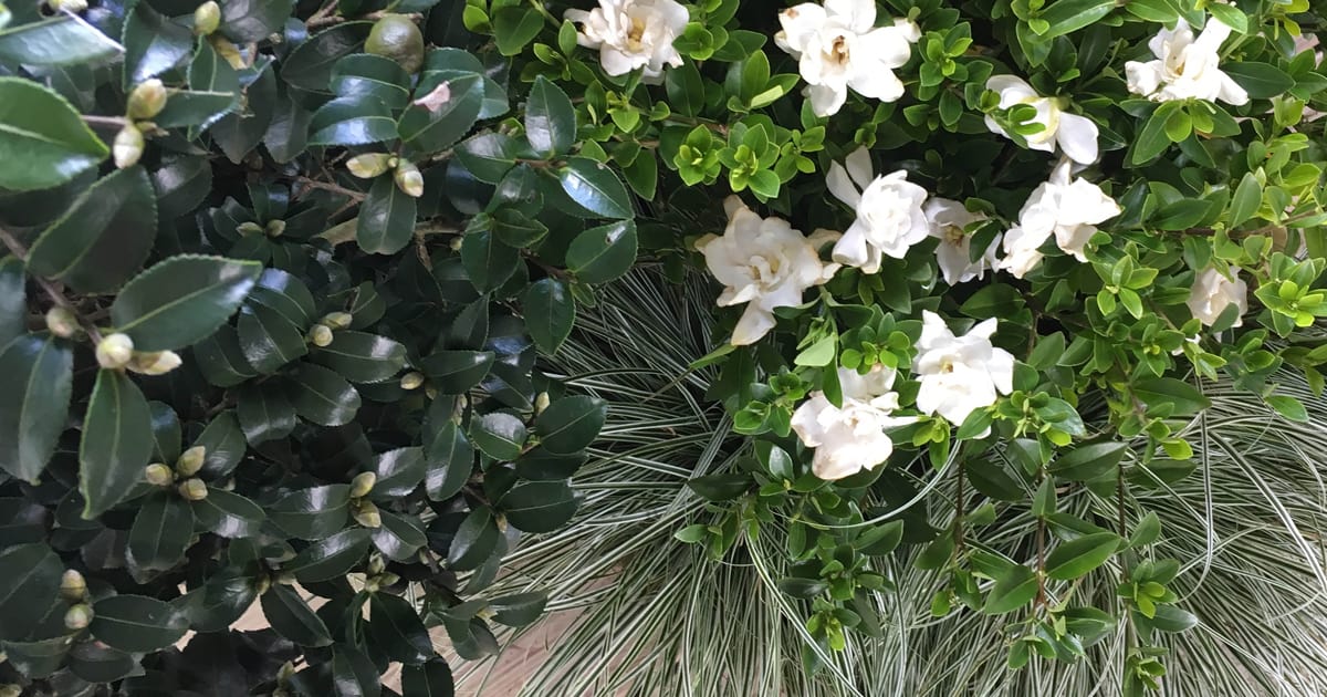 Southern Romance, white flowers with dark emerald green leaves