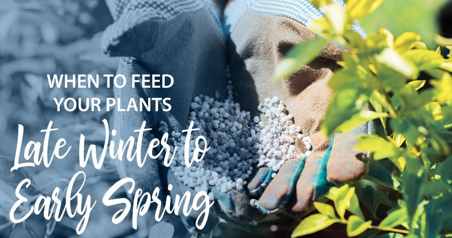 Blue gloved hands holding pearl fertilizer amongst foliage