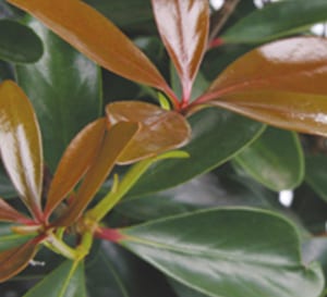 Leann Cleyera, copper new growth against evergreen leaves