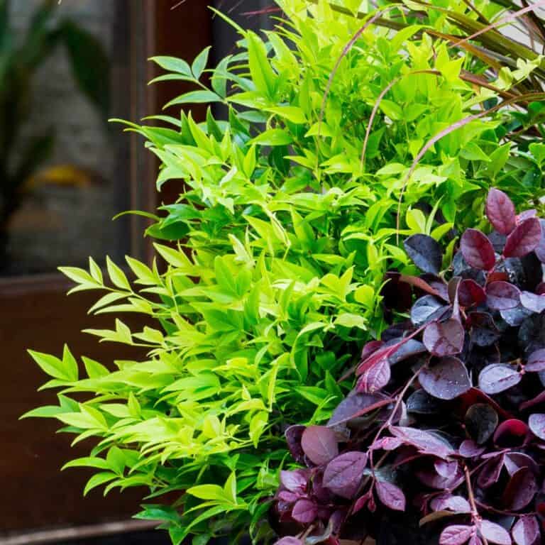 Close-up of a Lemon-Lime plant with bright green leaves in front of a wooden door.