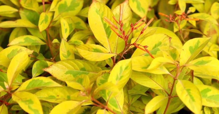 Lime Sizzler close up