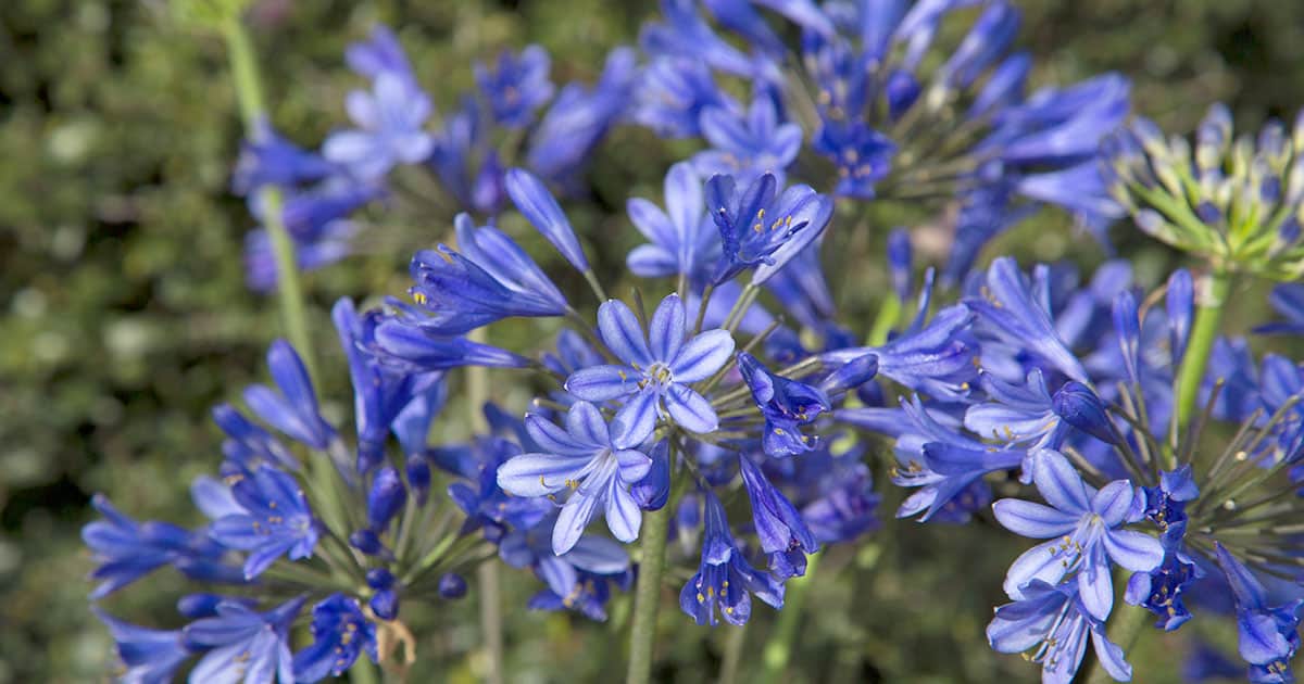 Little Blue Fountain Agapanthus, violet blue flowers on green stems