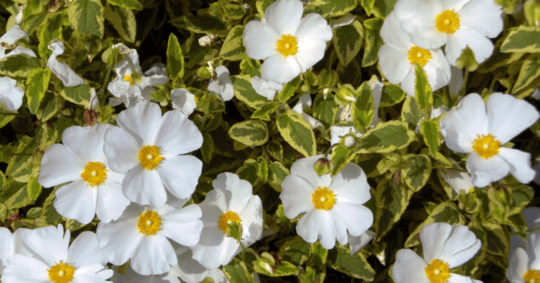 Close-up of numerous white flowers with yellow centers, surrounded by green foliage with white variegation.