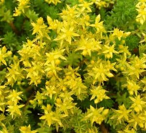 A cluster of small, star-shaped yellow flowers in bloom with green foliage in the background.