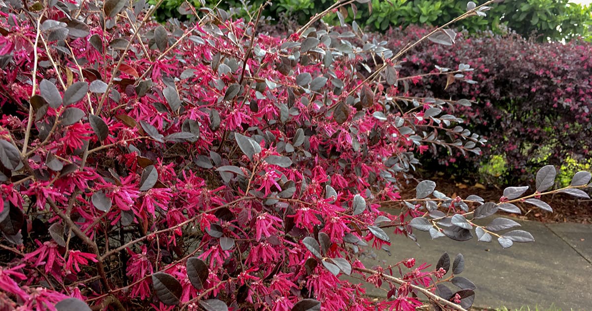 Loropetalum shrubs with bright red flowers
