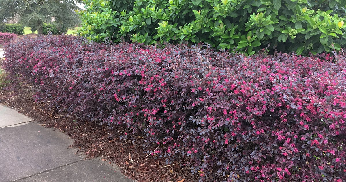 Loropetalum shrubs are purple bushes used as hedge border in this photo