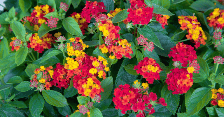 Red Little Lucky™ Lantana image