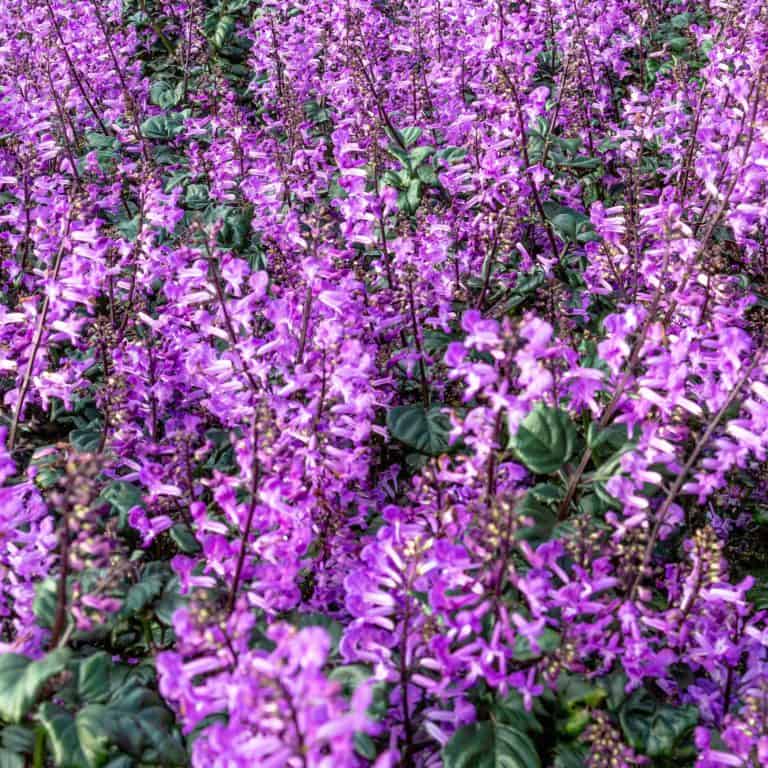 Magic Mona Purple Plectranthus