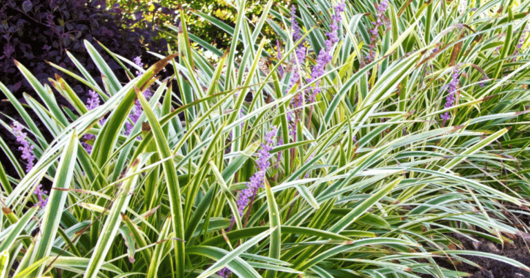 Marc Anthony® Liriope image