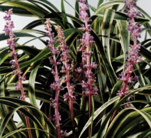 Marc Anthony Liriope, light purple stems with green foliage trimmed in yellow