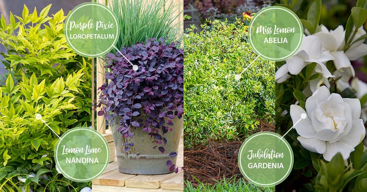 may twelve months of color