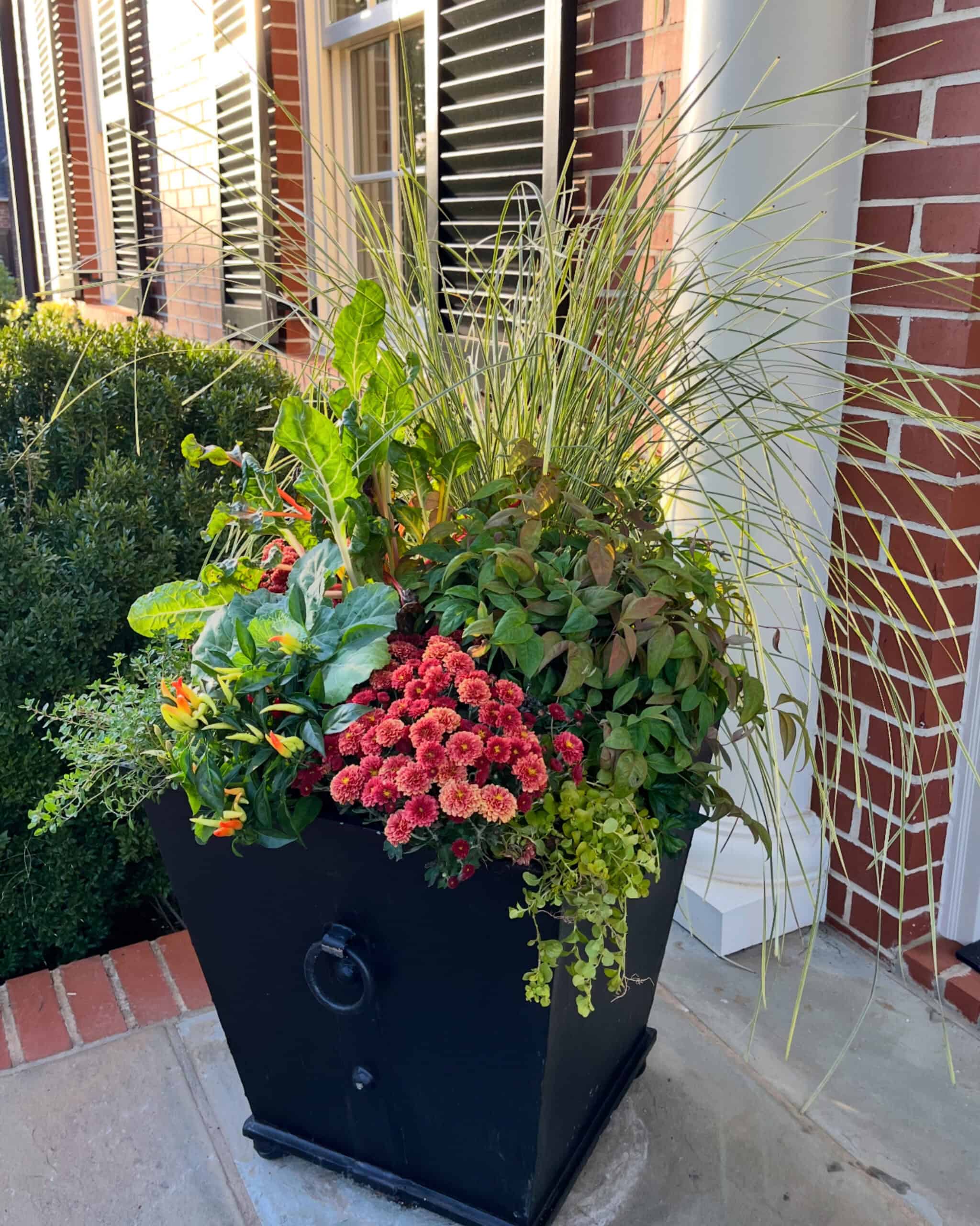 Fall container garden idea with ornamental grass, Swiss chard, mums, cabbage, and ornamental peppers in a tall black pot, perfect for autumn porch decor.