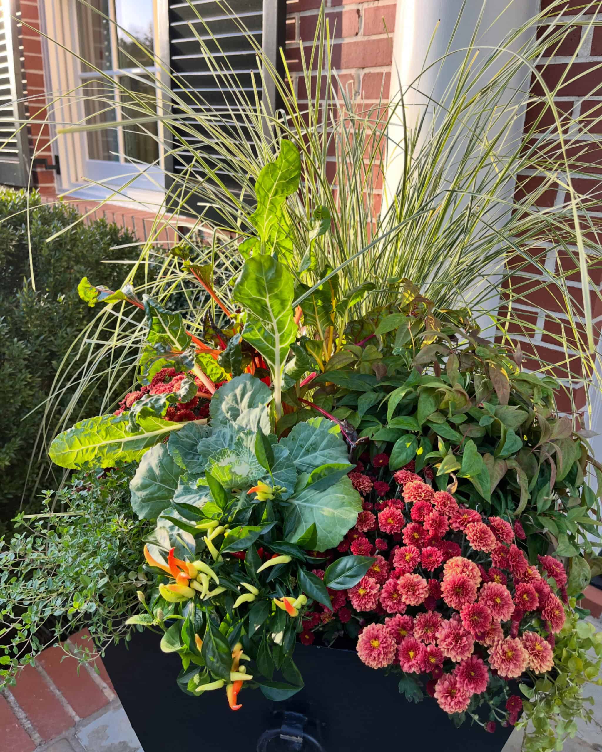 Front porch fall container garden in a black planter, featuring ornamental grass, burgundy chrysanthemums, ornamental cabbage, Swiss chard, variegated thyme, trailing sweet potato vine, and colorful ornamental peppers, set against a brick house.