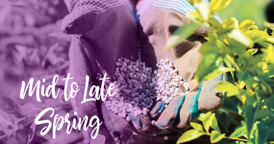 Gloved hands holding pearl fertilizer amongst foliage