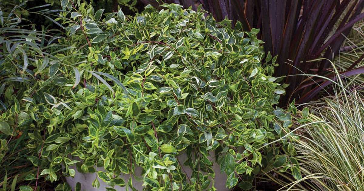 Miss Lemon™ Abelia