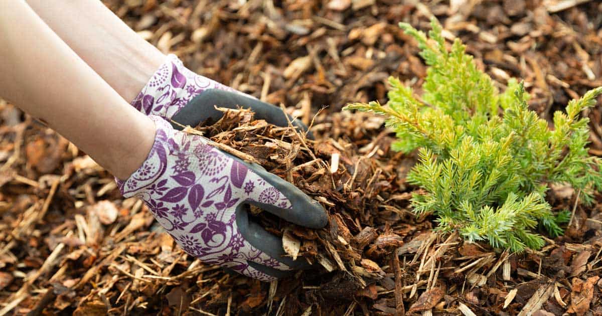 gloved hands mulching 