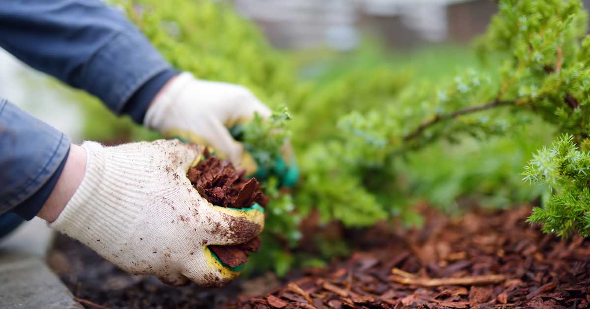 Gloved Hands mulching