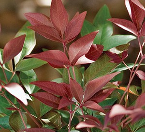 Red and green layered foliage of Obsession Nandina