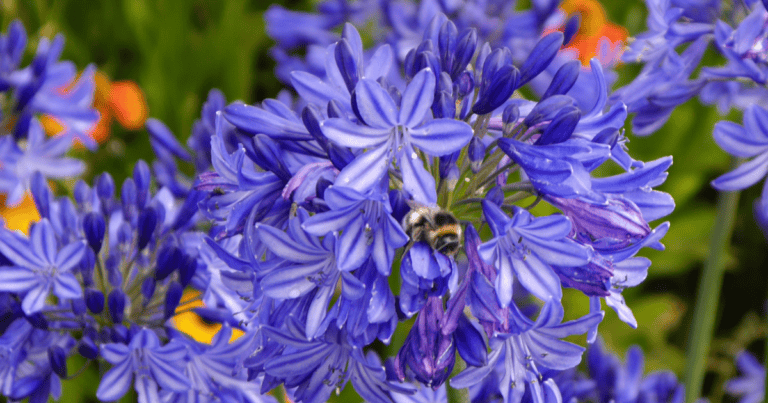 A bee is perched on vibrant purple flowers, with a green and orange blurred background.