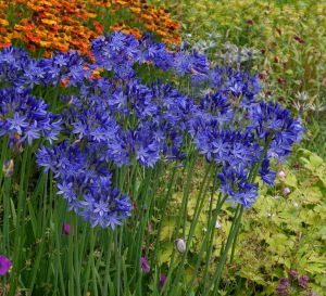 A garden bed featuring vibrant purple Agapanthus flowers in the foreground, with orange and red flowers in the background.