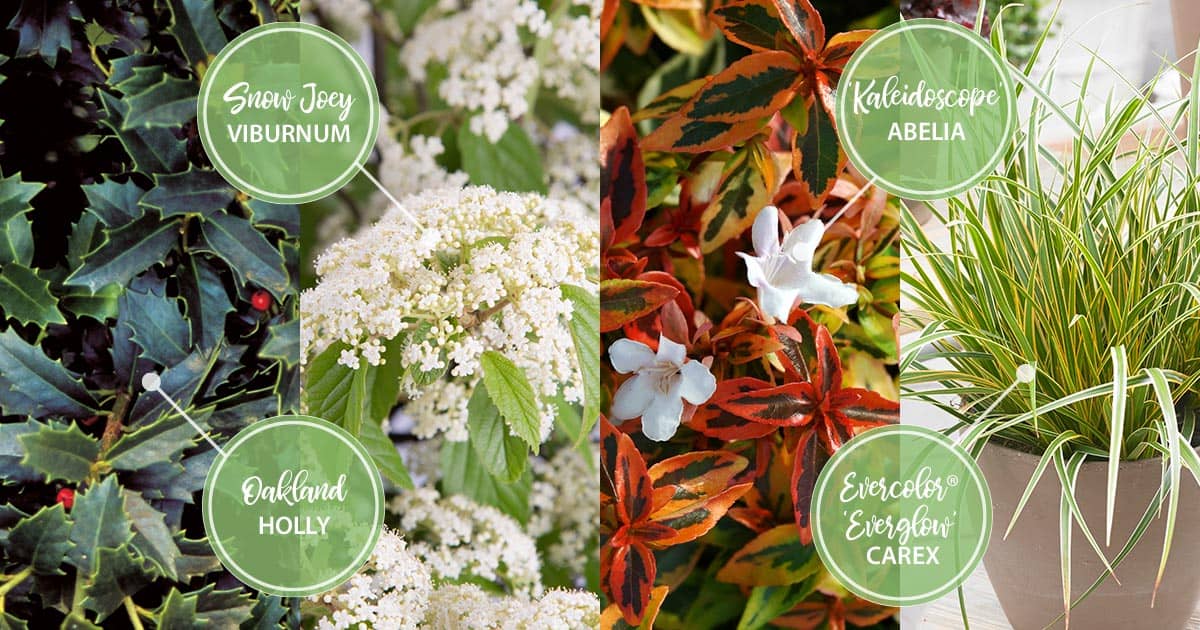 november twelve months of color