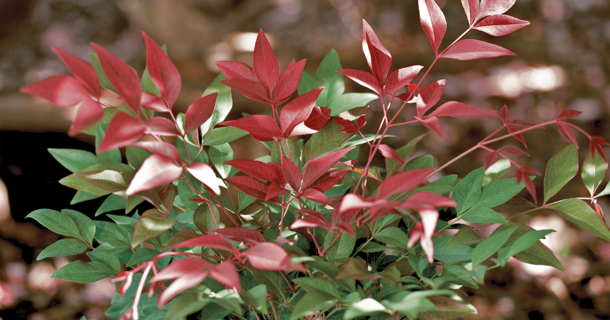 A Nandina plant with vibrant red and green leaves in a natural outdoor setting.